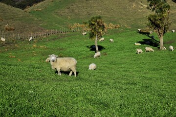 Obraz premium sheep and lambs