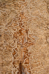 drawing made by the insect the emerald ash borer under the bark of a mature tree