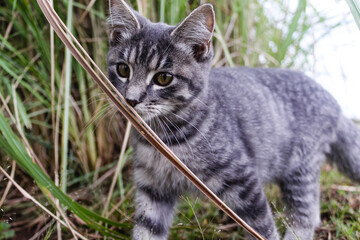 Kitten in Grass