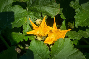 Yellow pumpkin flowers surrounded by green foliage in spring