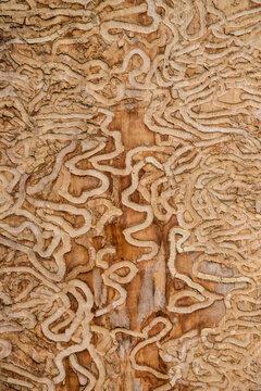 drawing made by the insect the emerald ash borer under the bark of a mature tree