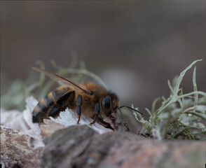 Abeja descansando entre líquenes 