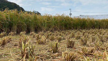 収獲途中の田んぼ
