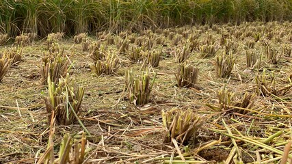 収獲途中の田んぼ