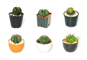 Group of cactus in pots isolated on white background. Small decorative plant.