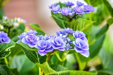七変化とも言われるアジサイの花は色とりどりで花姿も良いため多くの日本人に好かれています