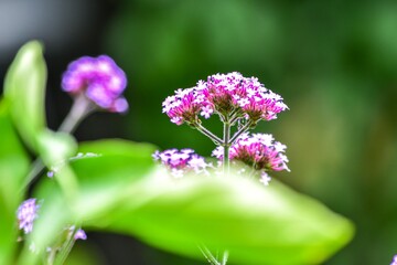 結構個性的でうつくしいヤナギハナガサの花