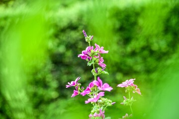 サラダで食べたりハーブティーでも使用できるウスベニアオイ