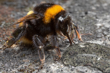 Abejorro europeo - Moscardón 