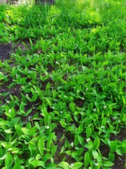 green leaves background