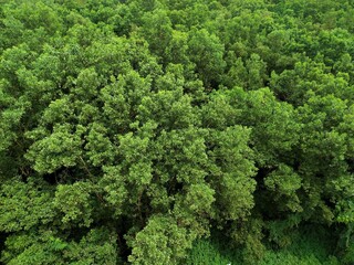 Green forest Take a picture from a high angle