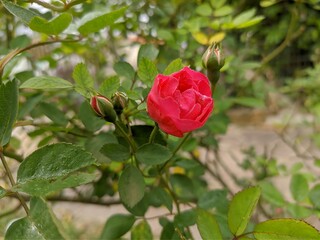 beautiful red rose