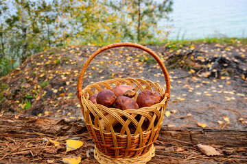 Basket with mushrooms in the autumn forest.