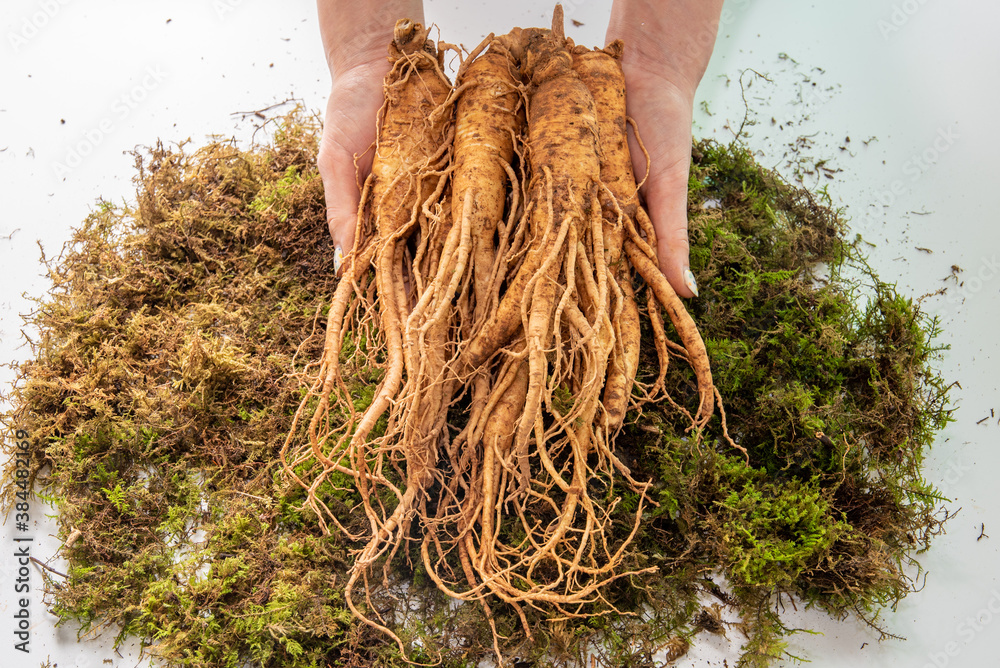 Wall mural korean ginseng in the hands of women