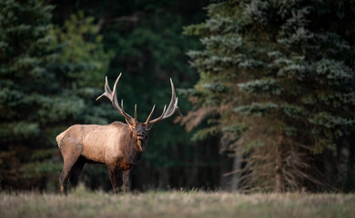 Huge Bull Elk Portrait 