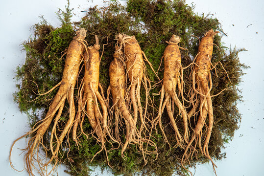 Korean ginseng with soil on green moss