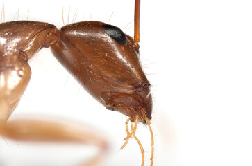 Macro Photo of Head of Tiny Ant Isolated on White Background