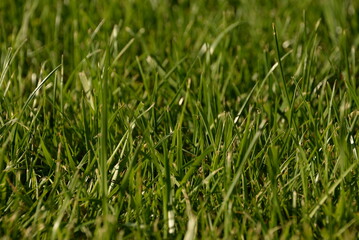 green grass, lawn in the garden. Gardening, landscaping