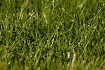 green grass, lawn in the garden. Gardening, landscaping