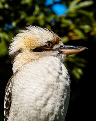 Laughing Kookaburra looks so cool!