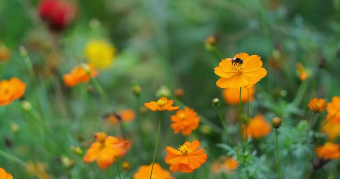 close up one bee on orange color wild flower. soft focus