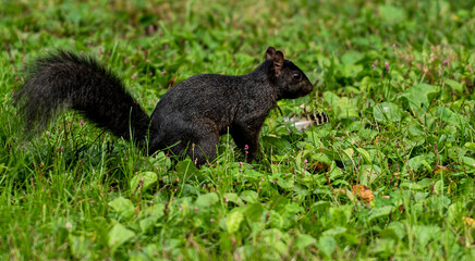 Naklejka na ściany i meble Black Fur on a Squirrel Foraging in a Field of Grass
