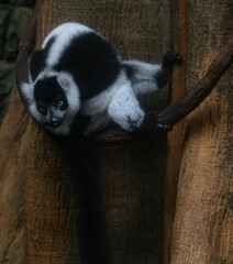 White and Black Ruffed Lemur on a Vine