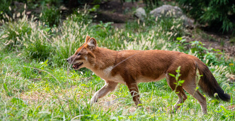 Orange and white Fur on a Dhole Asian Wild Dog in a Field