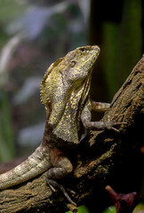 Earth Toned Scales on a Frilled Lizard
