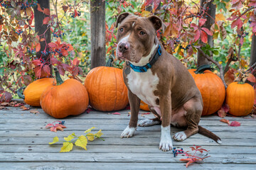 Pit bull terrier dog on a wooden patio with a crop of pumpkins, backyard fall scenery