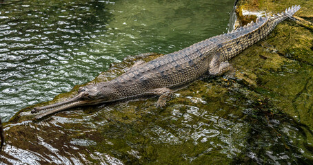 Earth Toned Scales on a Gharial Next to a Pond