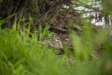 one adult wild Mallard duck hid in the grass with her ducklings