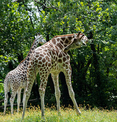 Iconic Orange and White Fur on a Pair of Giraffes 