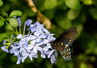 Rainbow of Color on a Pipevine Swallowtail Butterfly Close Up