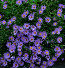 Purple and Yellow Petals on a Patch of Showy Asters
