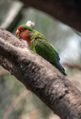 Red, Orange, and Green Plumage on a Red Faced Lovebird on a Branch
