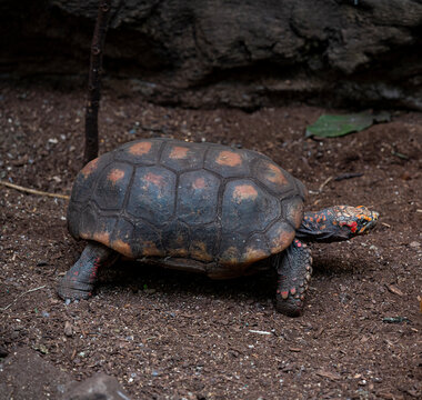 Red  Footed Tortoise Close Up