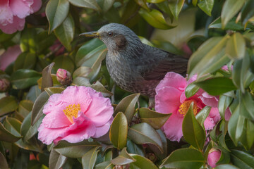 椿の蜜は甘い？