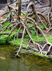 Tree Trunks and Roots at the Water's Edge