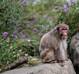 Naklejka na ściany i meble Tan and White Fur on a Pink Faced Japanese Macaque