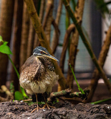 Orange, White, and Blue Plumage on a Sunbittern 