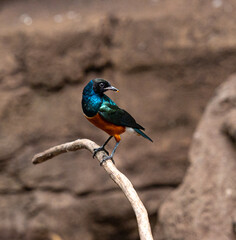 Iridescent Blue, Green and Orange Plumage on a Superb Starling on a Branch