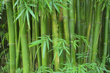 Fototapeta premium close up to the bamboo forest with clear and detailed knots 