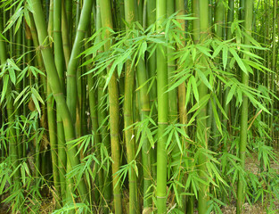green bamboo with leaves in the forest