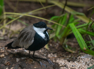 Obraz premium White, Black, and Tan Plumage on a Spur Wing Lapwing on the Ground