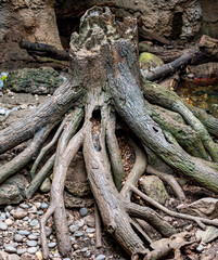 Tree Trunks and Roots at the Water's Edge