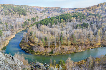 Mountain river in the autumn forest with yellow birches and green firs on the slope of a mountain cliff in the Siberian taiga