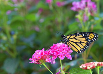 Close up profile view of one Monarch butterfly sitting on pink lantana flowers.