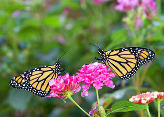 Two Monarch butterflies face to face sitting on pink lantana flowers.
