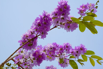 Lagerstroemia loudonii flower or Lagerstroemia floribunda. Beautiful blooming pink-purplish-white blooming flowers on the against the bright morning
